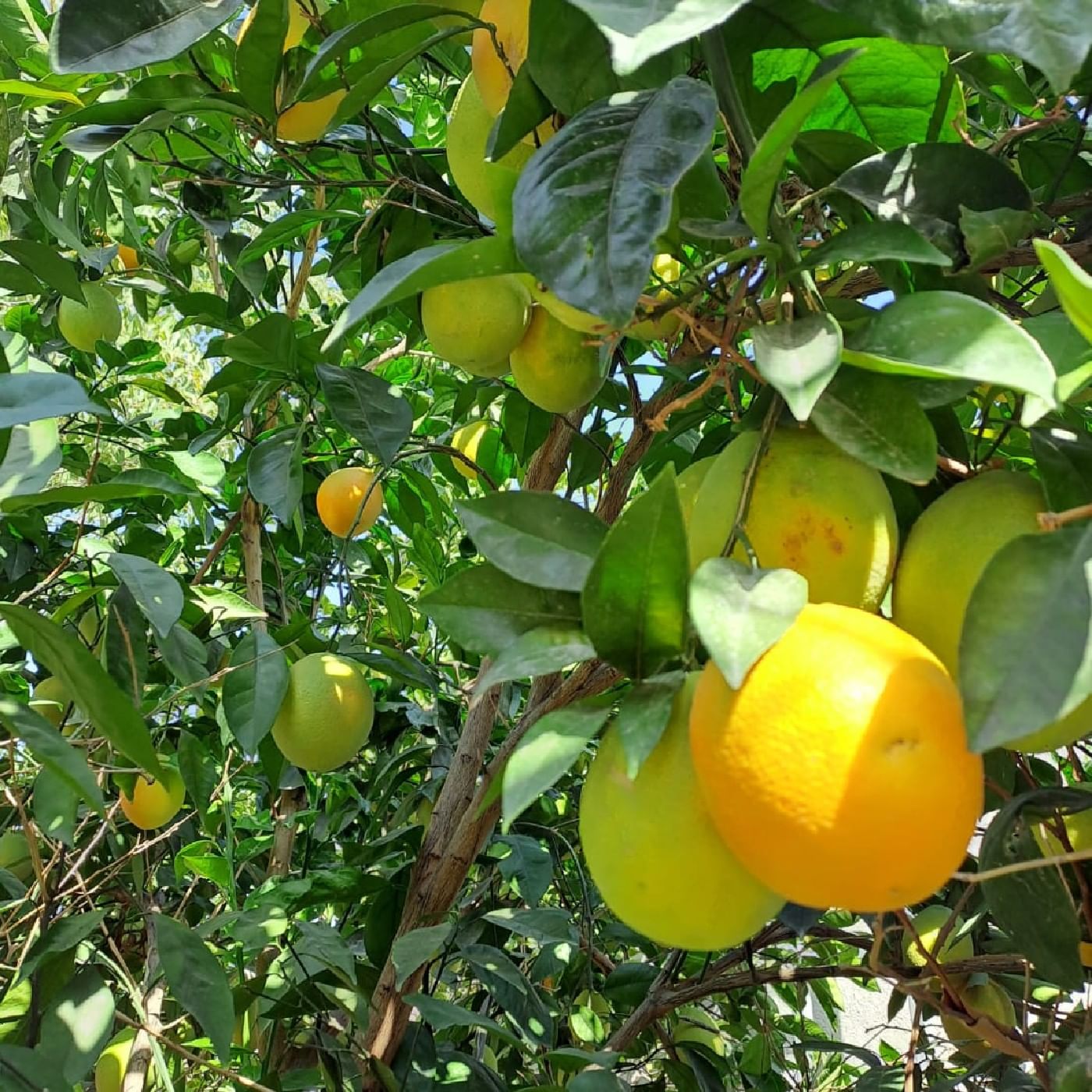 תפוז טבורי מזן 