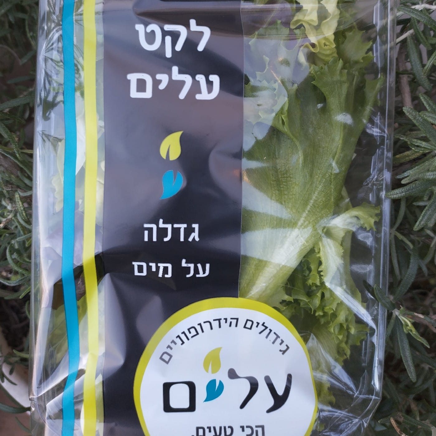מיקס עלים לסלט הידרופוני