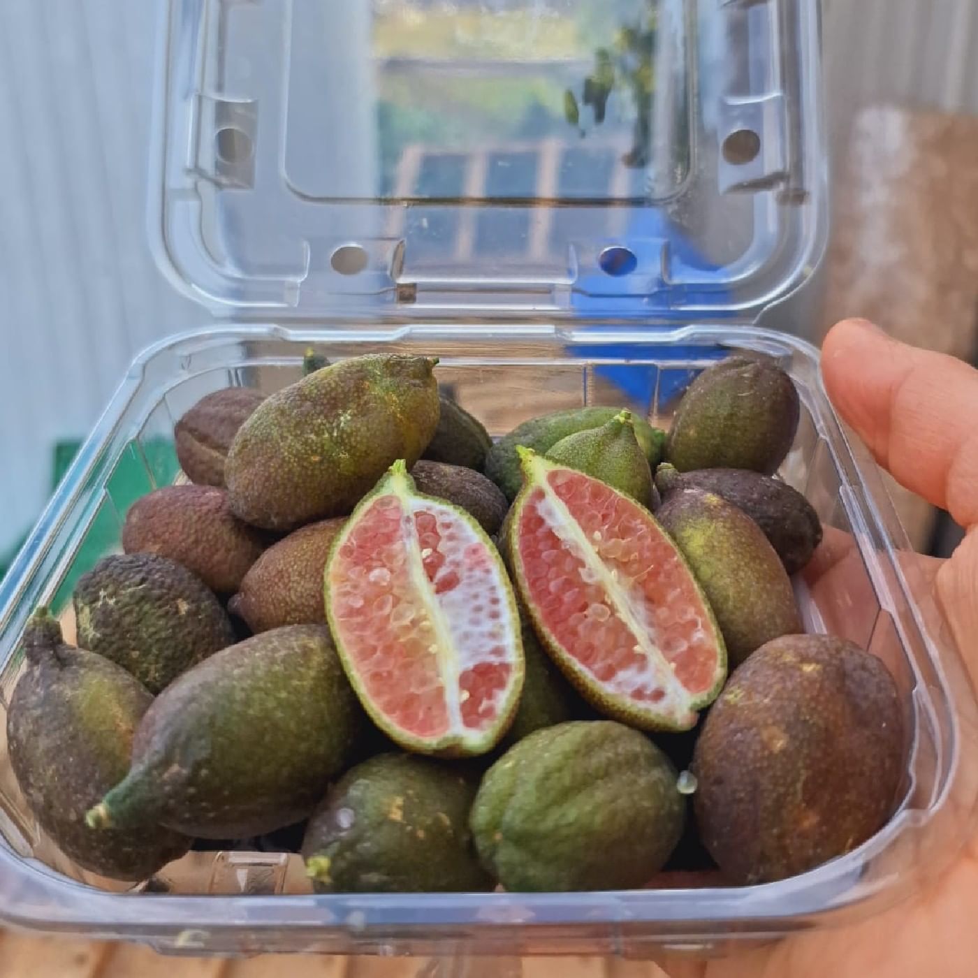 פינגר ליים ירוק