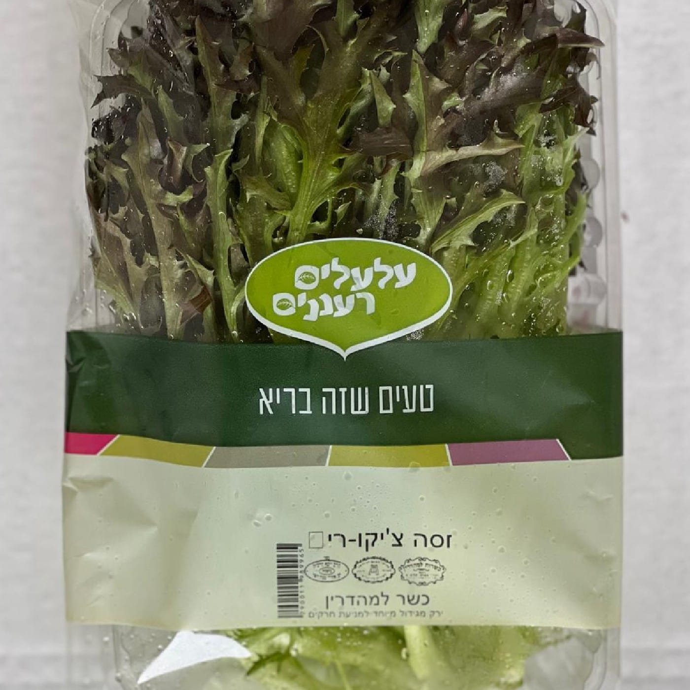 חסה צ'יקורי אדומה הידרופונית