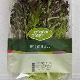 סוג של עולש (אנדיב) איטלקי