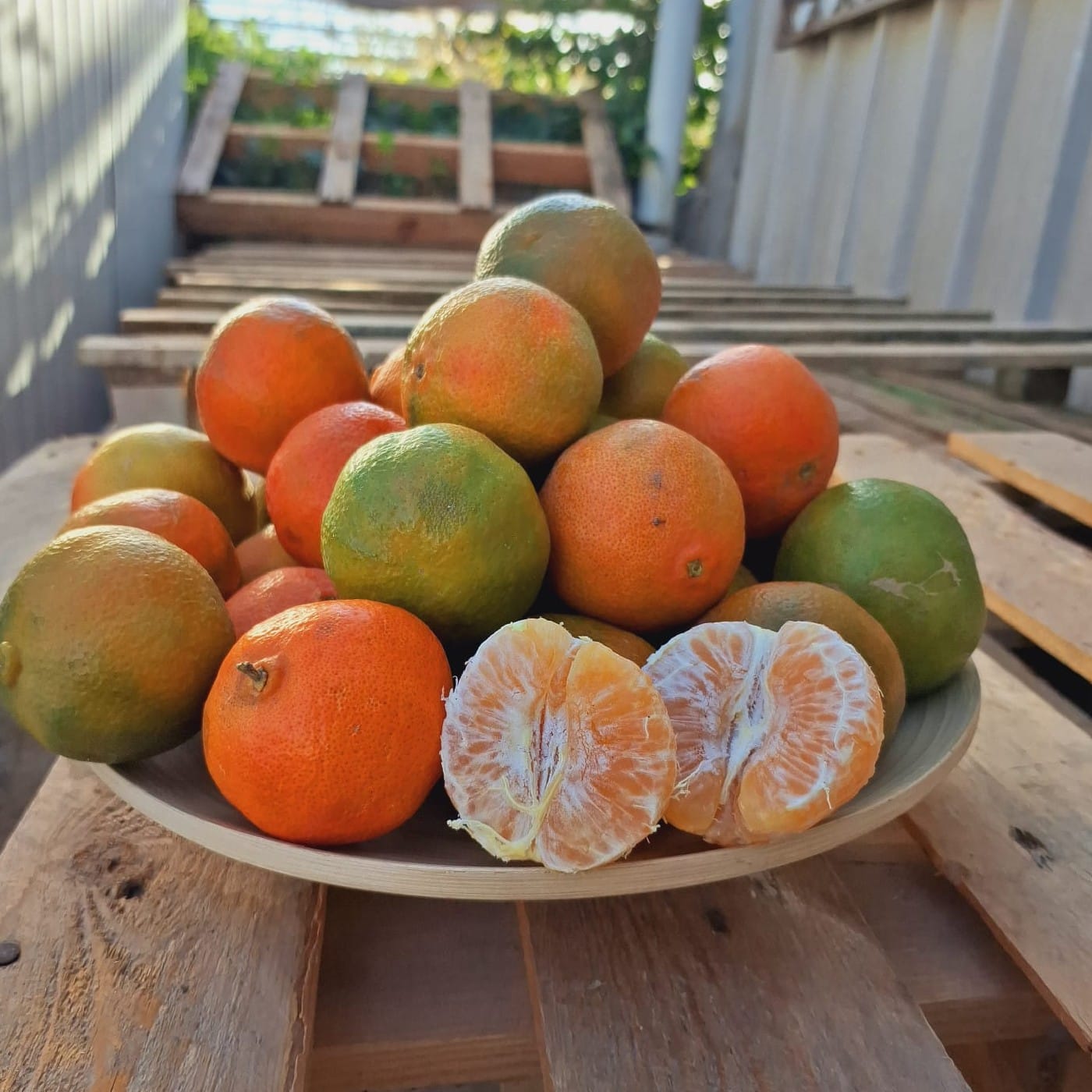 קלמנטינה מיכל