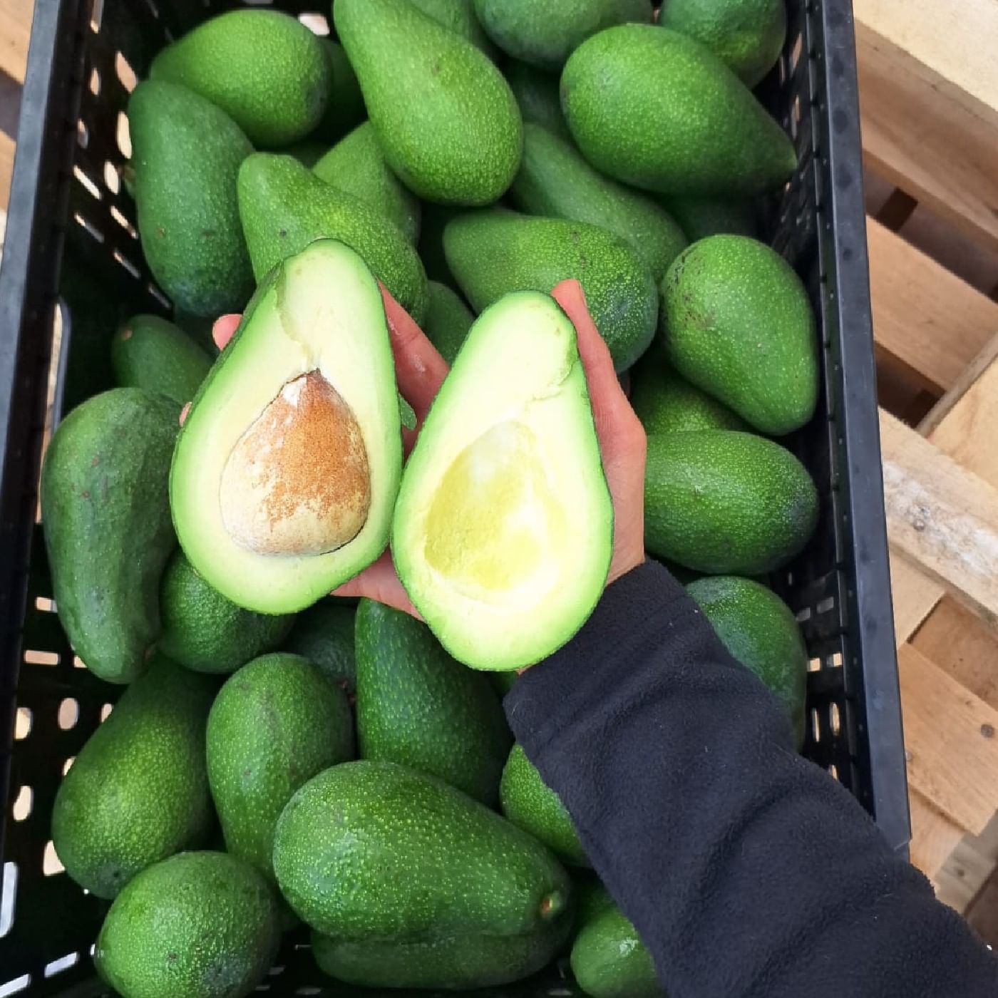 אבוקדו אטינגר אורגני