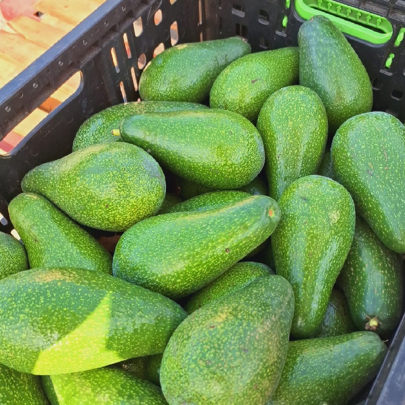 אבוקדו זן אטינגר