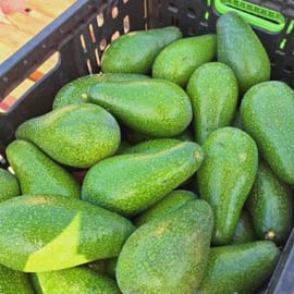 אבוקדו בעל קליפה דקה, נימוח וטעים מומלץ!!