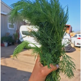 מלך התיבול ירוקות כבושים במלח. מעולה עם כל יוגורט