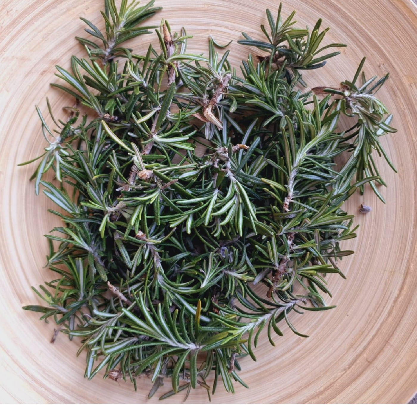 רוזמרין אורגני