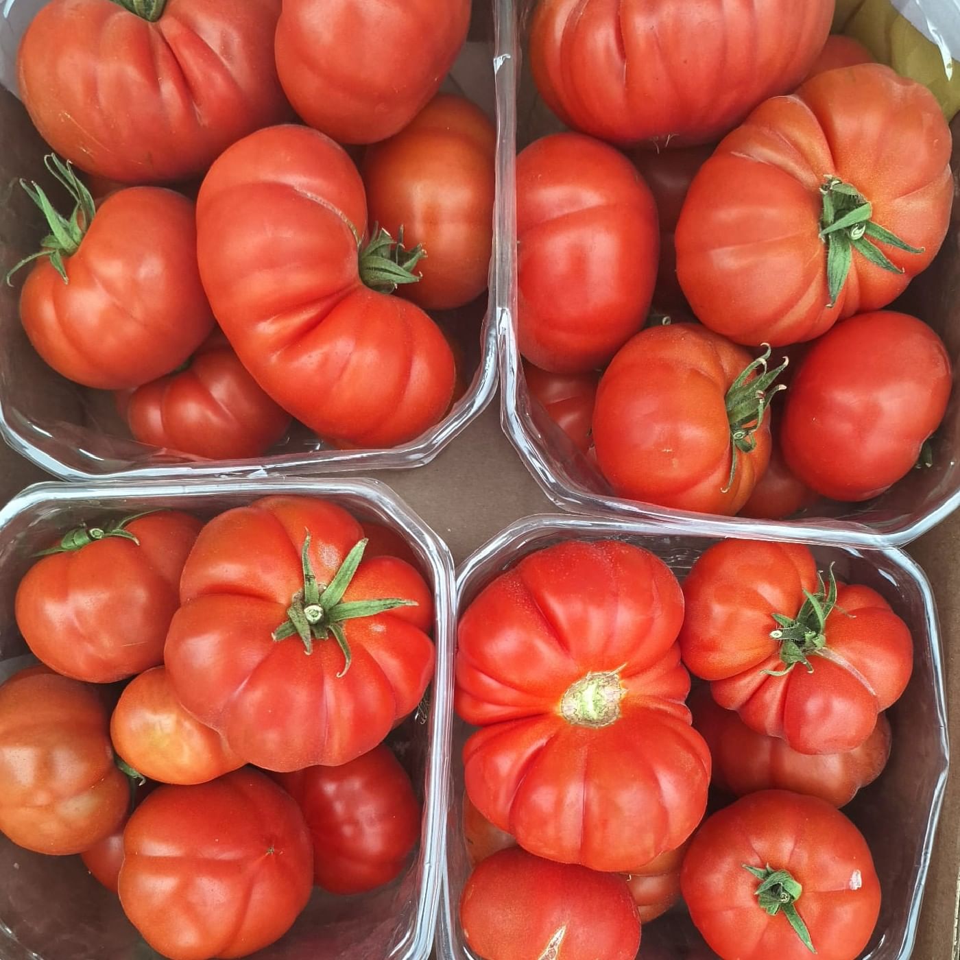 עגבניות ביף סטייק RAF סופי אורגניות