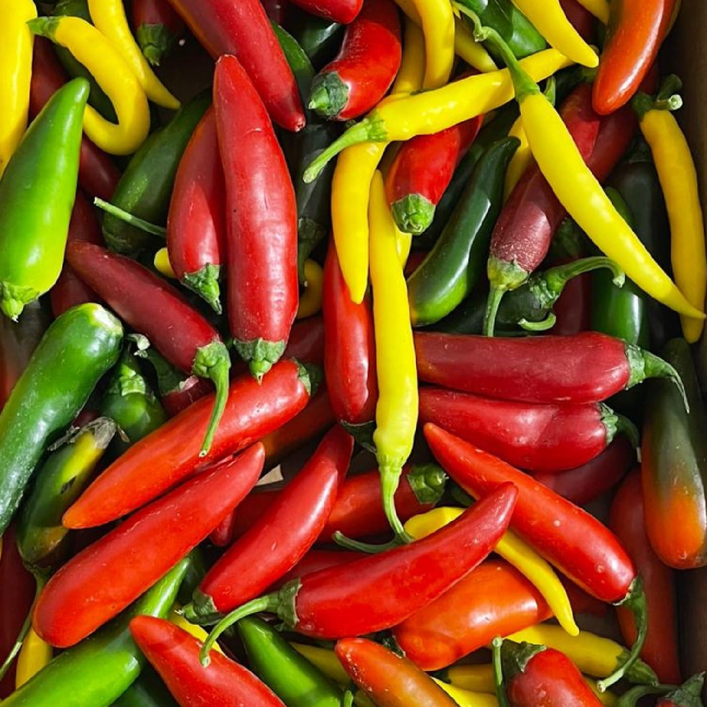 פלפל חריף מיקס אורגני