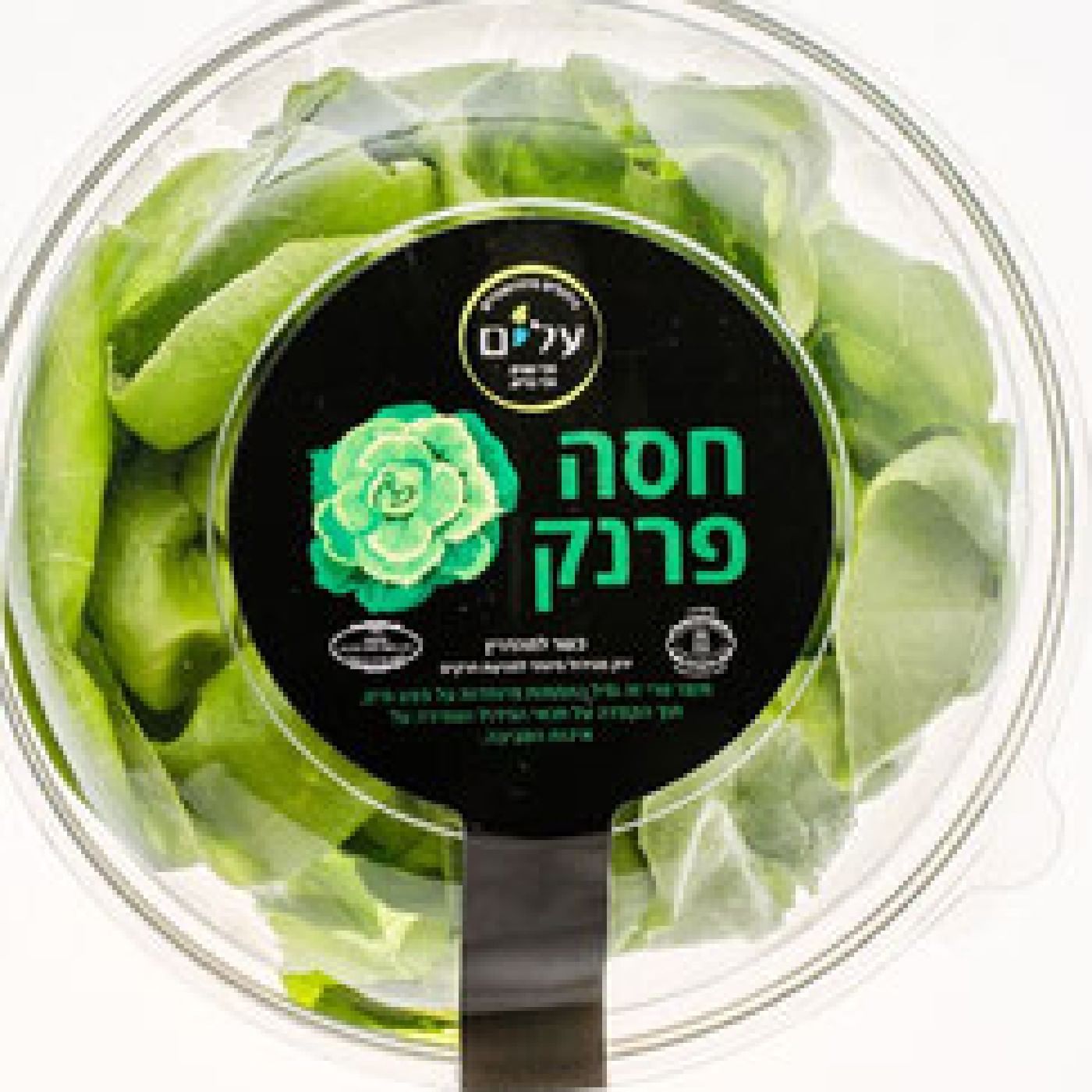 חסה פרנק הידרופונית