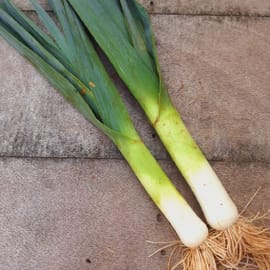 קטנות עכשיו