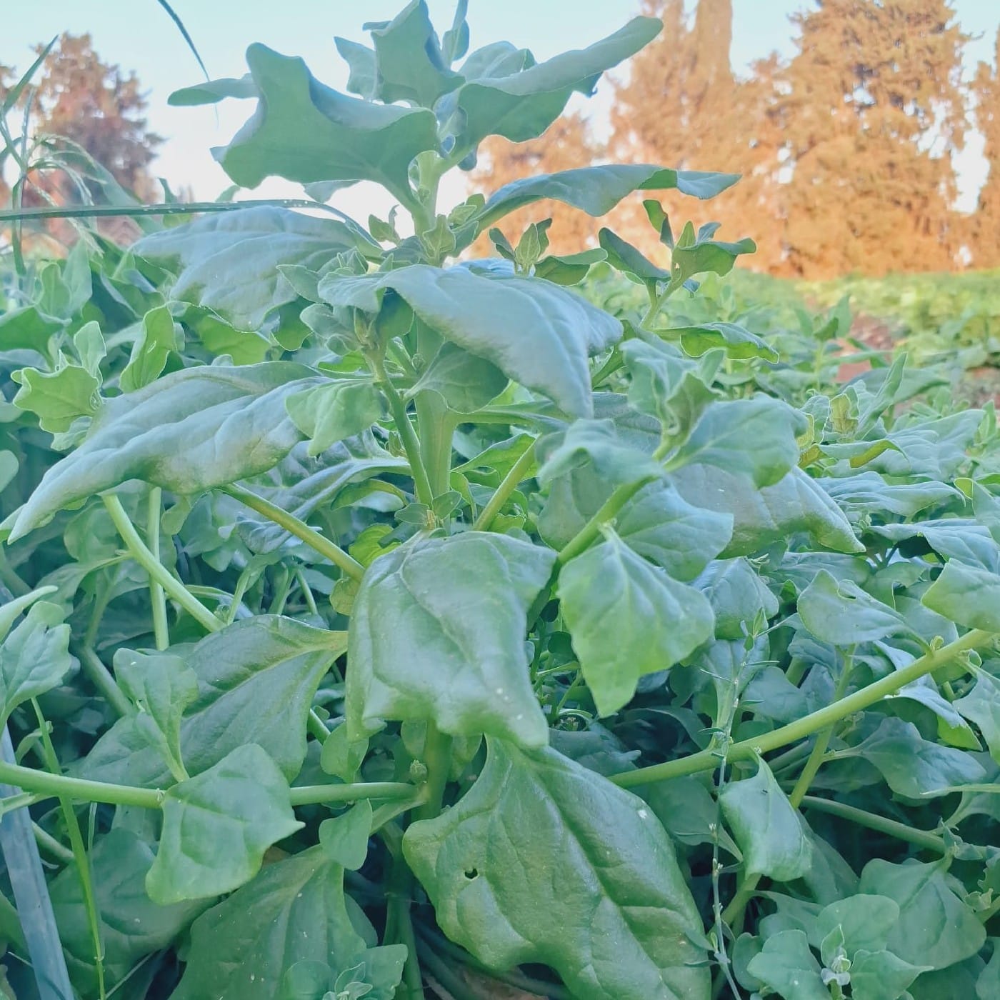 תרד ניו זילנדי אורגני