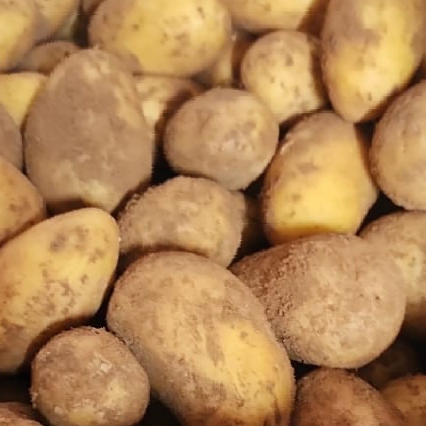 תפוח אדמה באטר אורגני