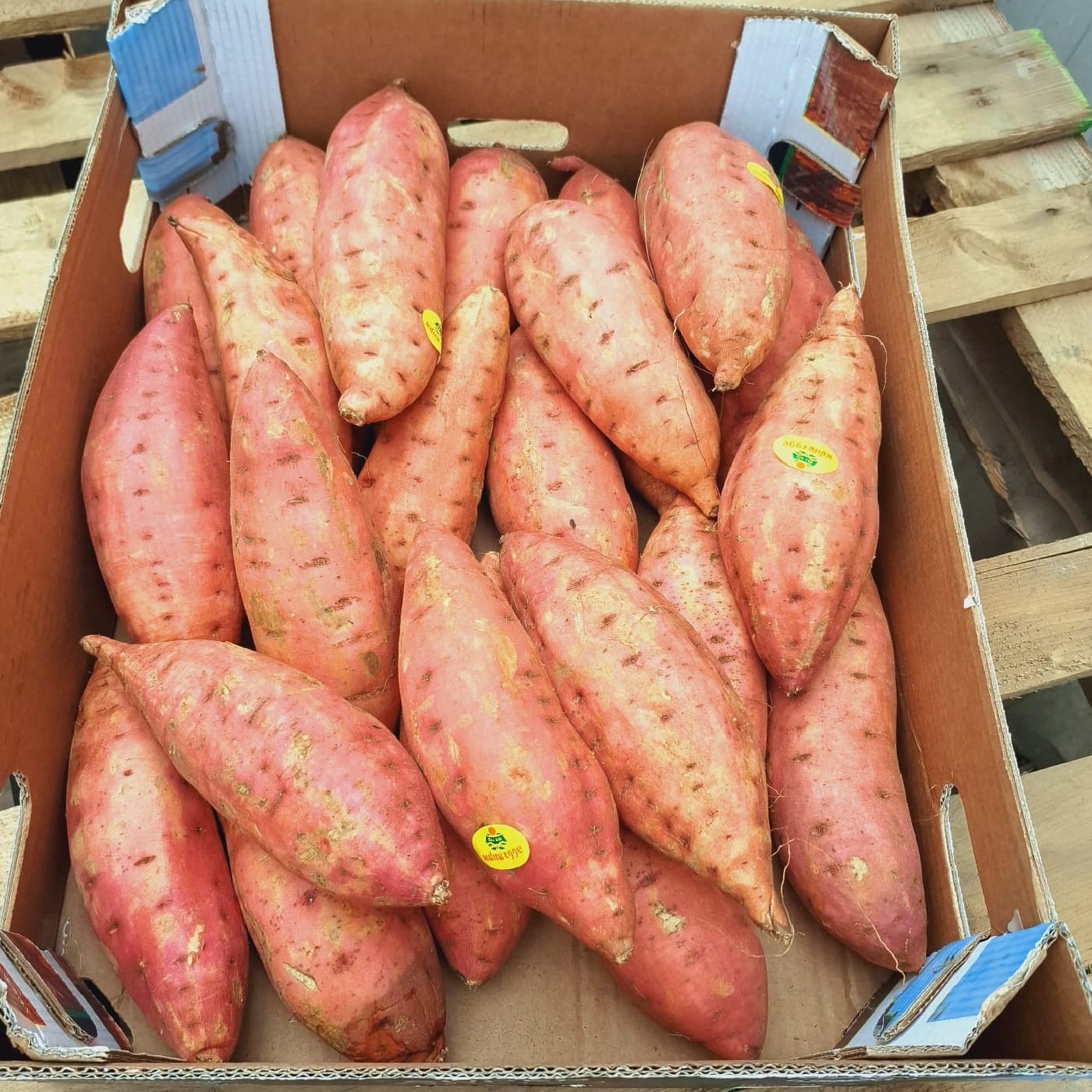 בטטה גיאורגיה אורגנית