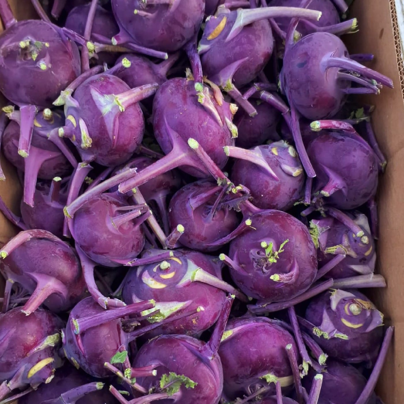 קולורבי סגול אורגני