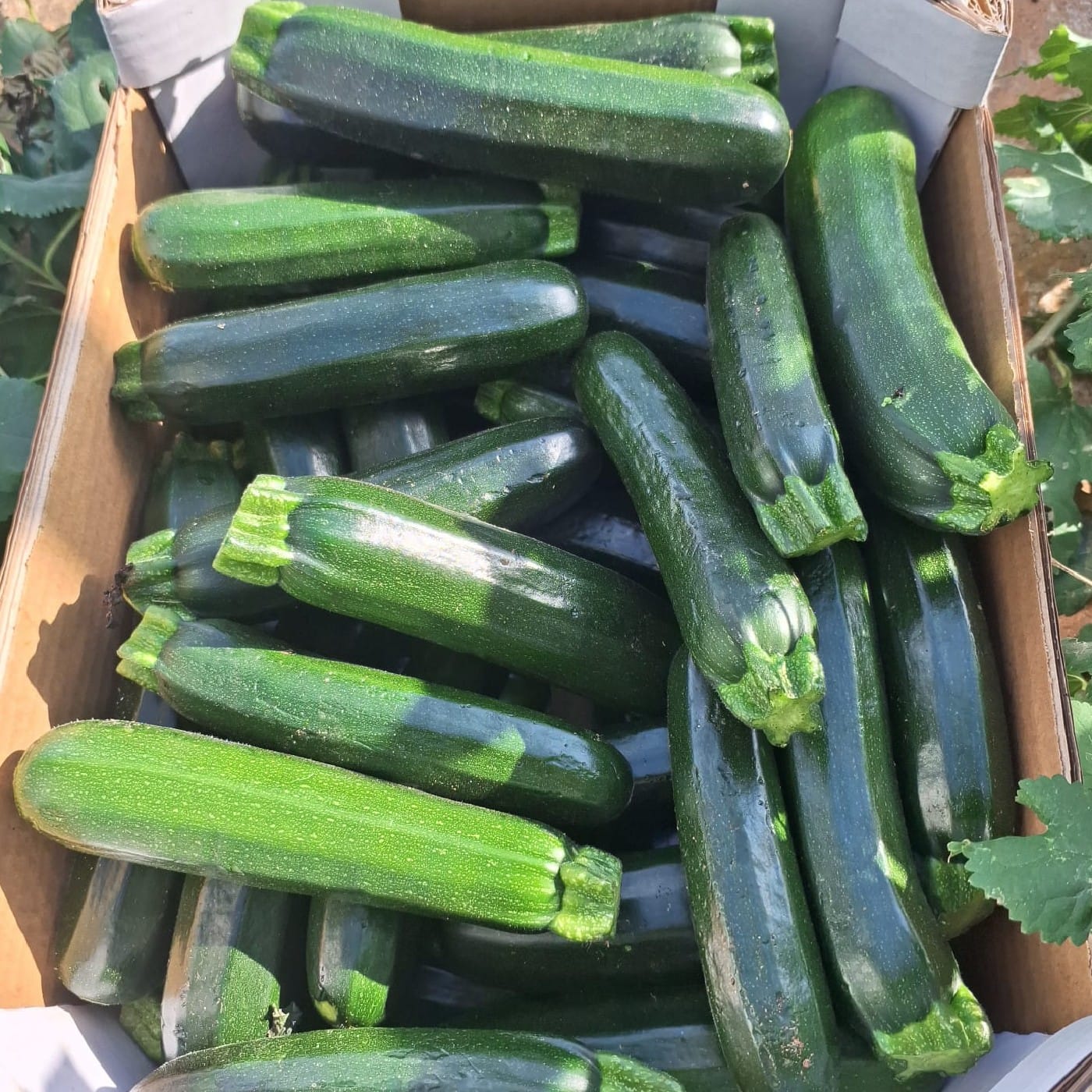 קישוא כהה (זוקיני) אורגני