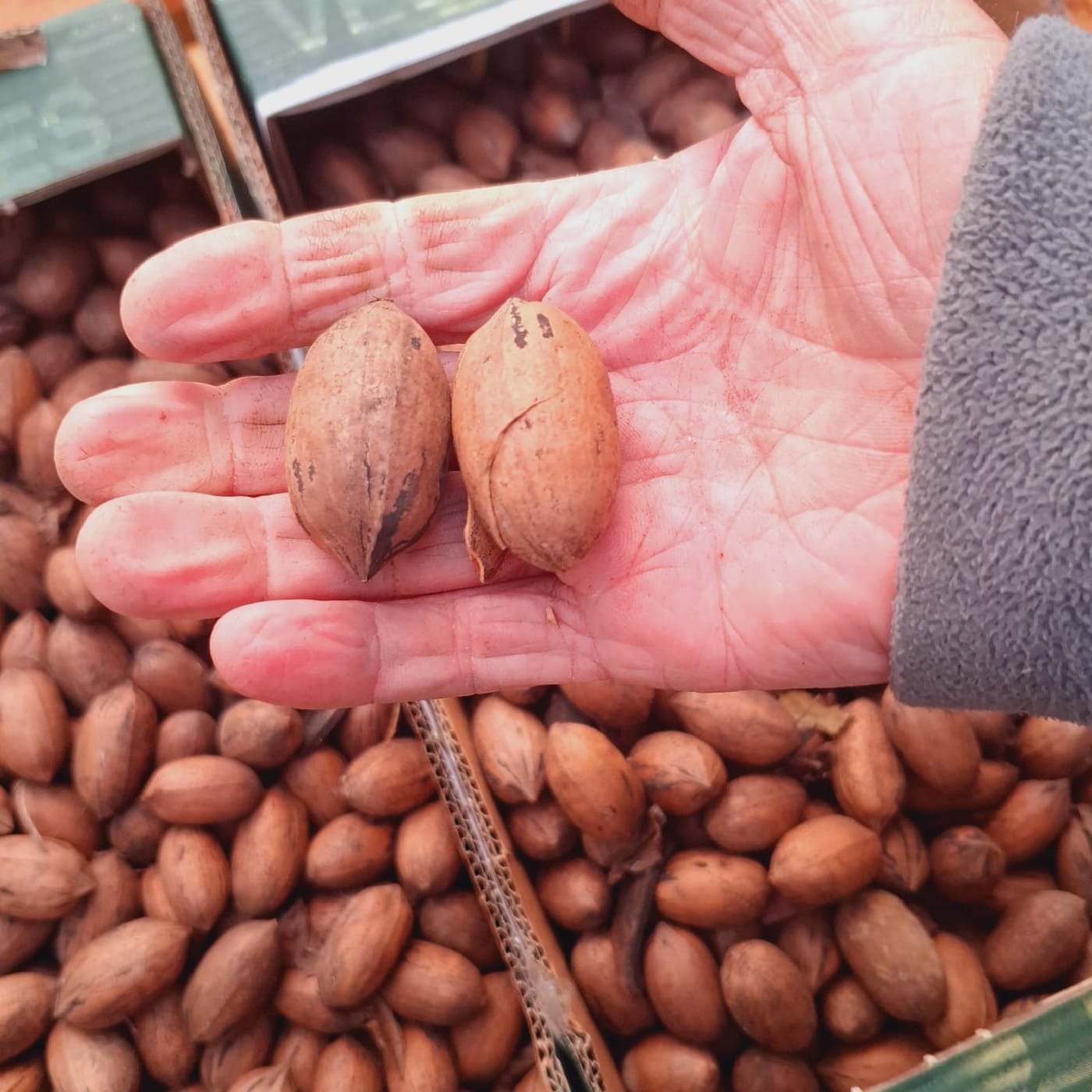 אגוז פקאן דאלמס עם הקליפה