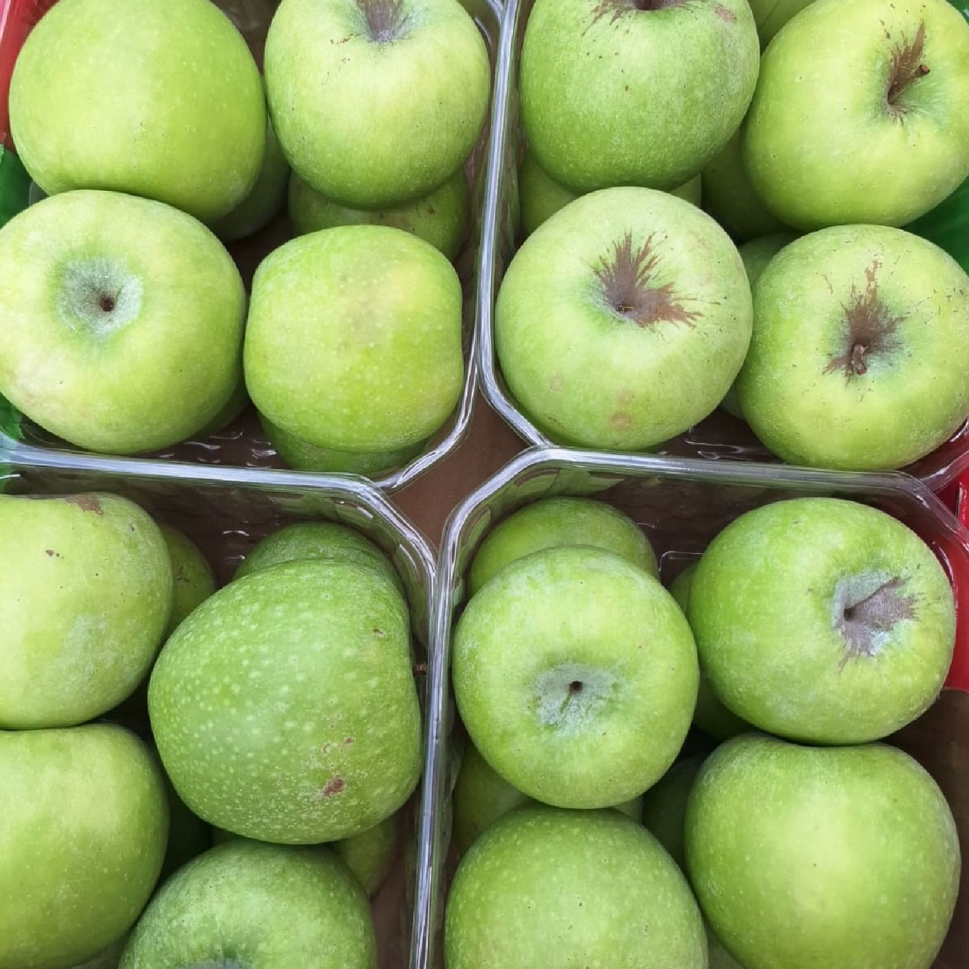 תפוח עץ גרני סמית' אורגני