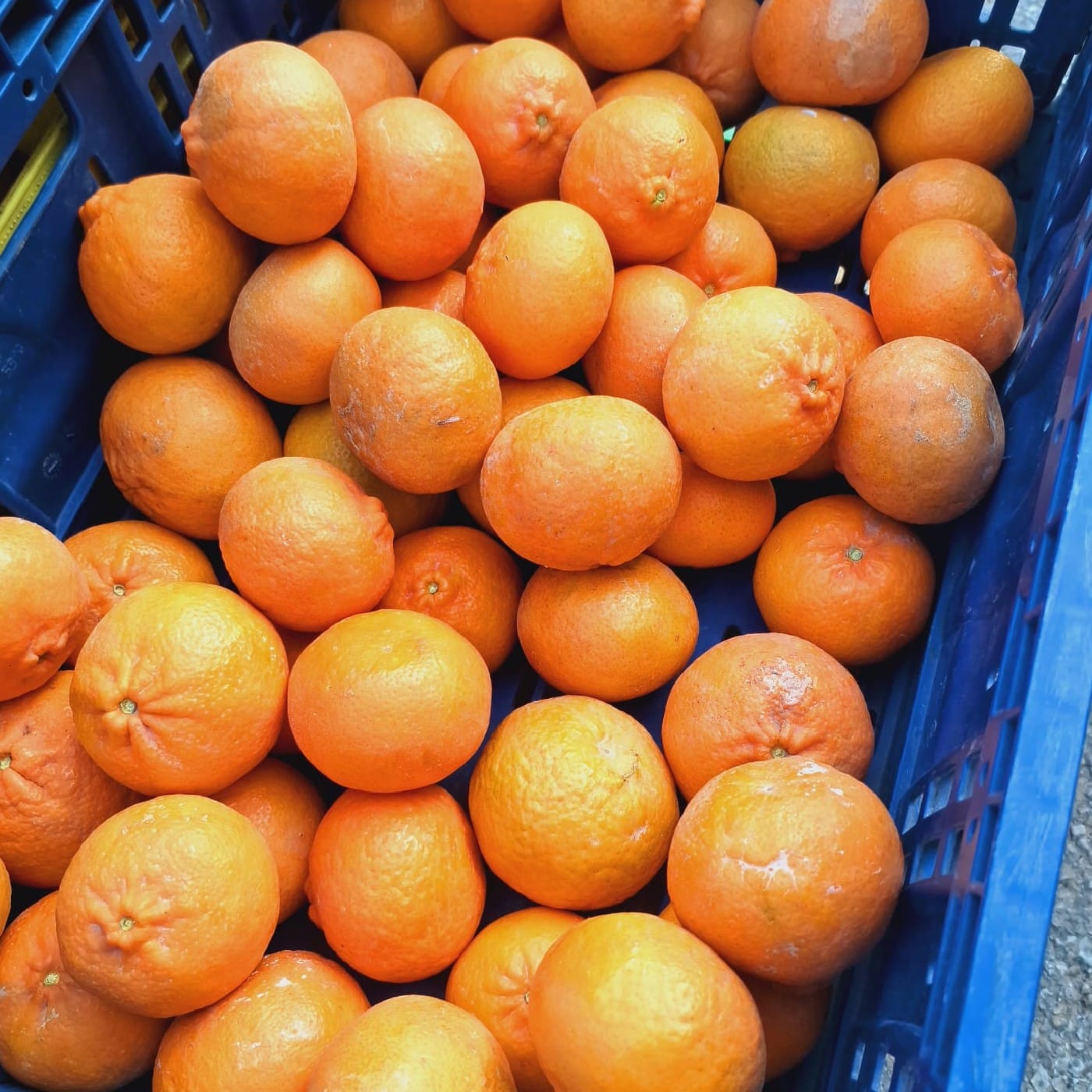 קלמנטינה מזן 