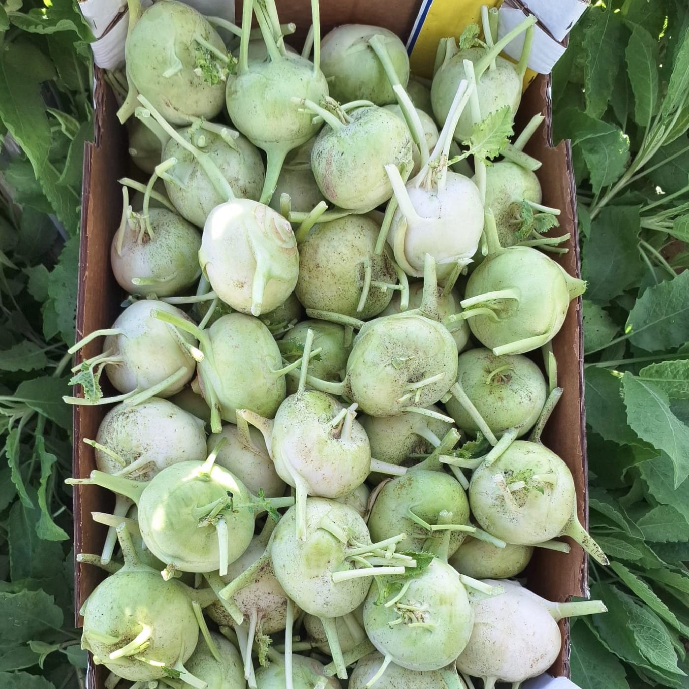 קולורבי לבן אורגני