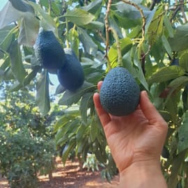 שומני עם טעם נפלא. נחשב לזן מצויין. ללא הבחלה