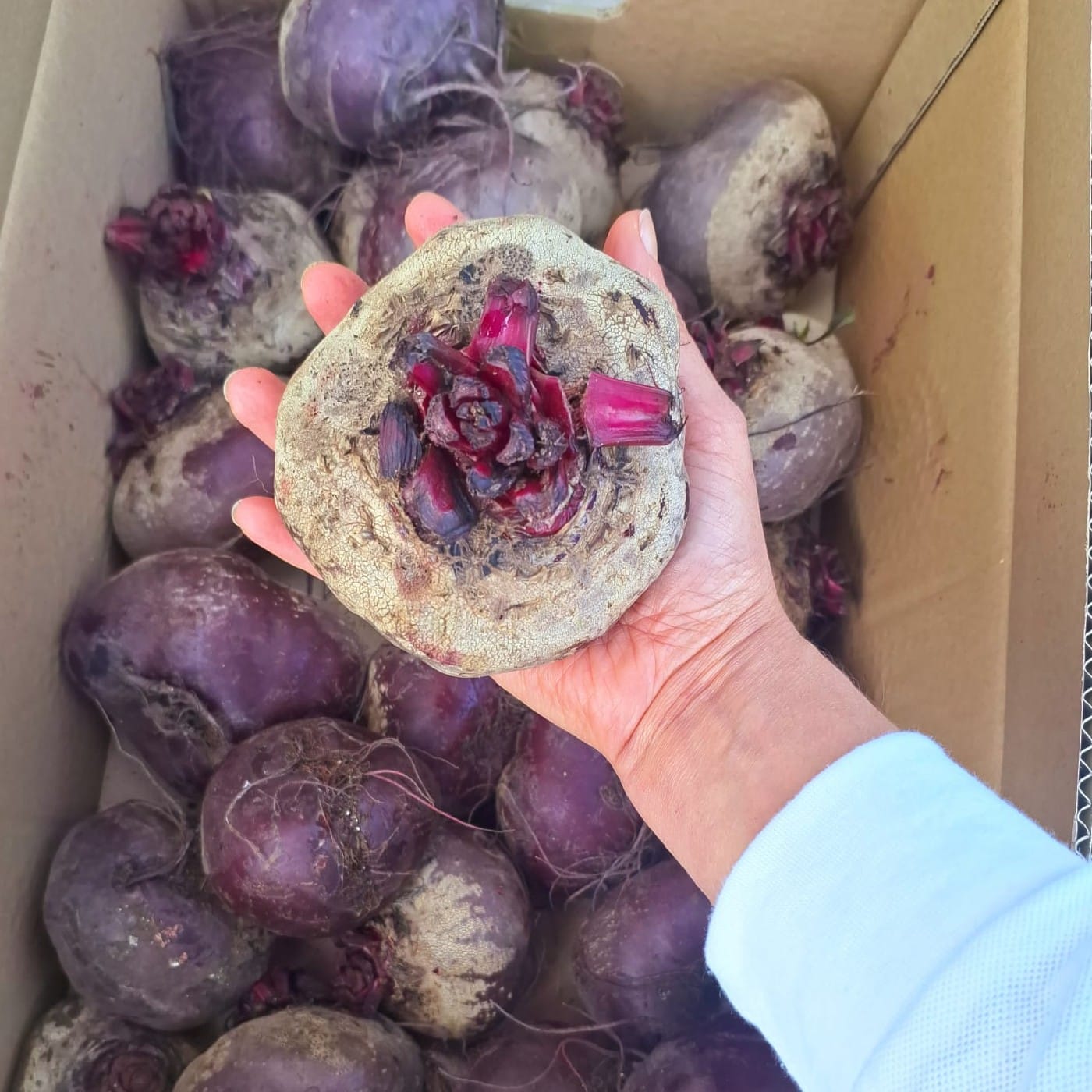 סלק סגול אורגני