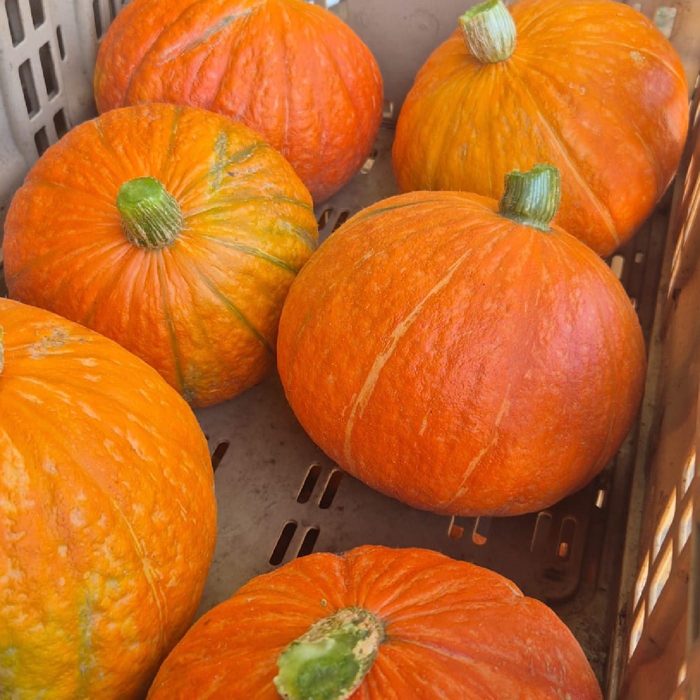 דלעת יפנית אורגנית