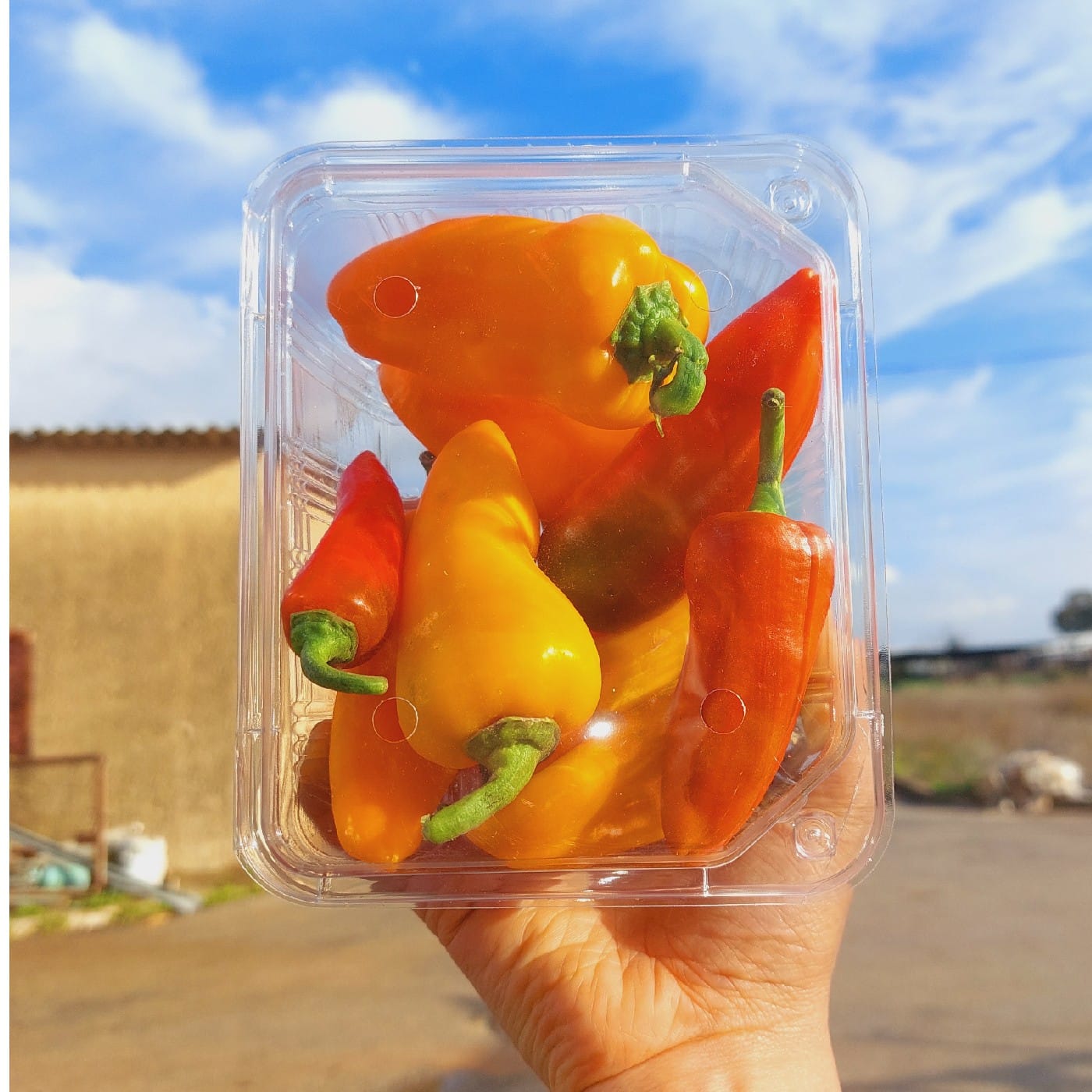 פלפל סוויט בייט אורגני