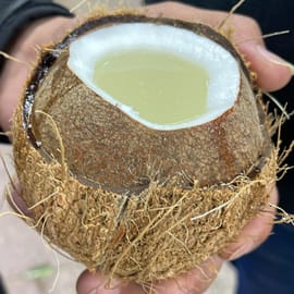 אינדונזיה. אגוז קוקוס עם מיץ. משקל ממוצע 300 גרם