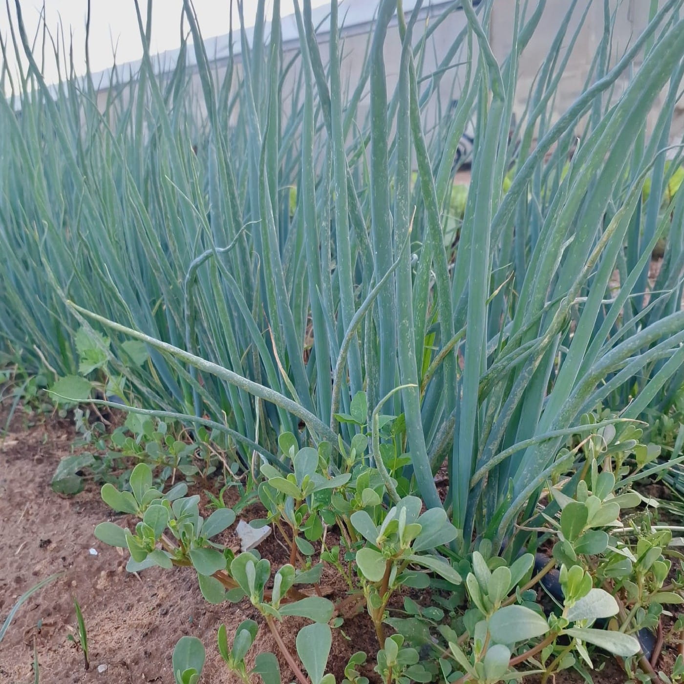 בצל ירוק אורגני