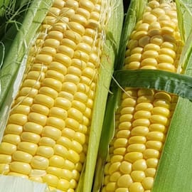 תירס מתוק וקריספי. מצויין גם כשאוכלים טרי ללא בישול