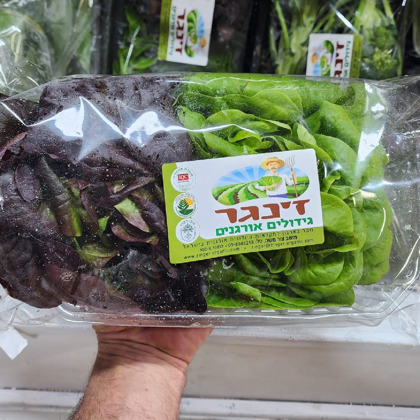 חסה סלנובה אורגנית