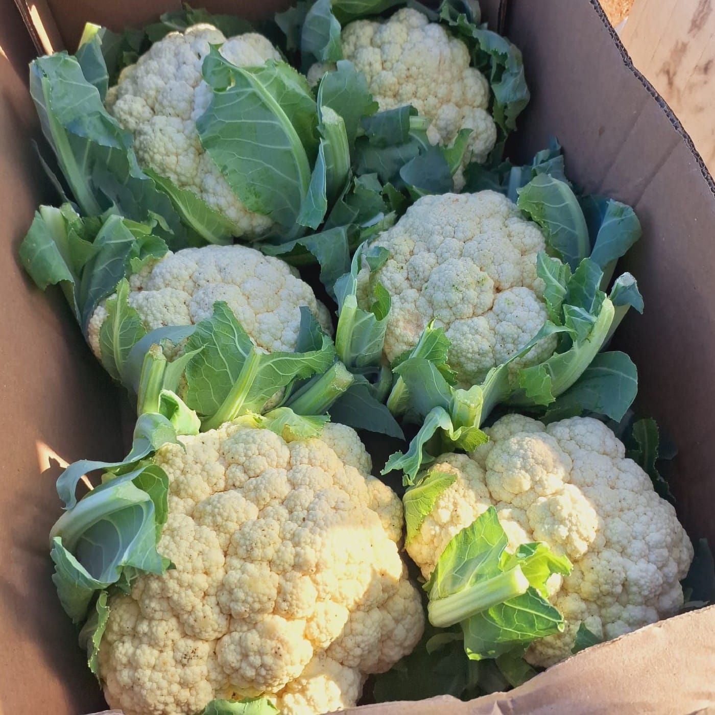 כרובית לבנה אורגנית