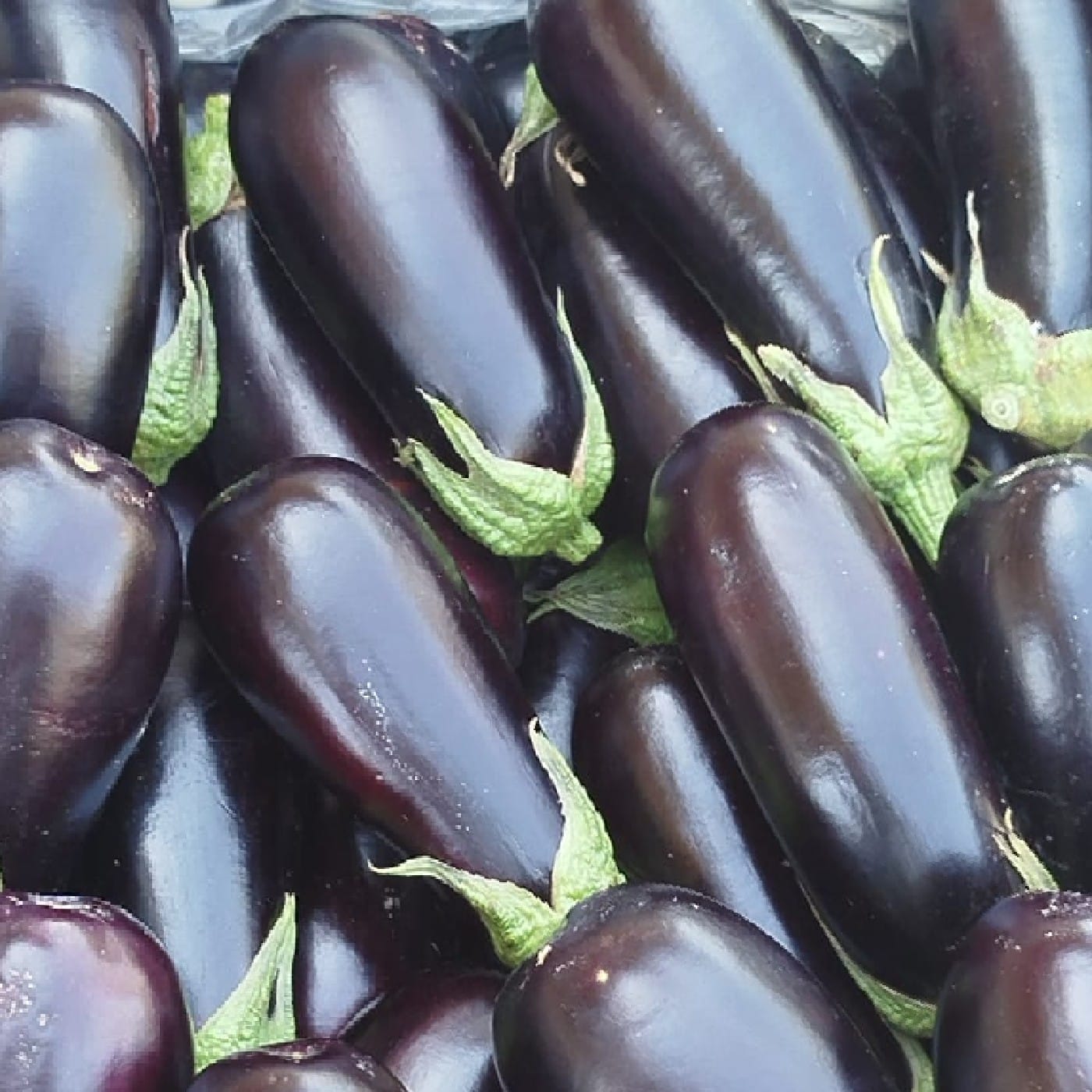 חציל אורגני