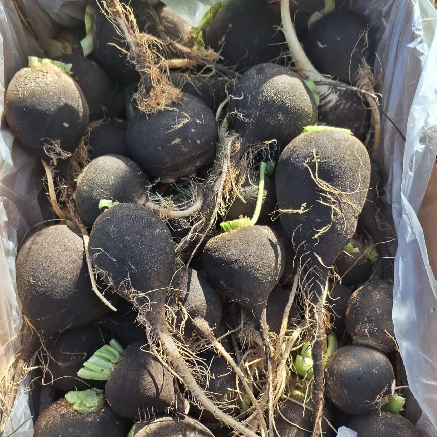 צנון שחור אורגני