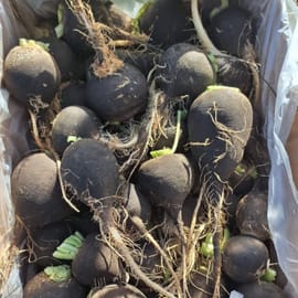 צנון שחור חריף. בעך סגולות בריאותיות