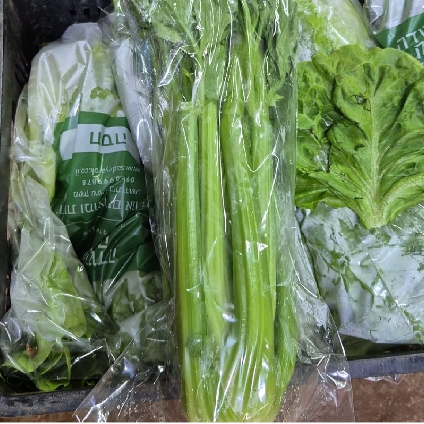 סלרי עלים אורגני