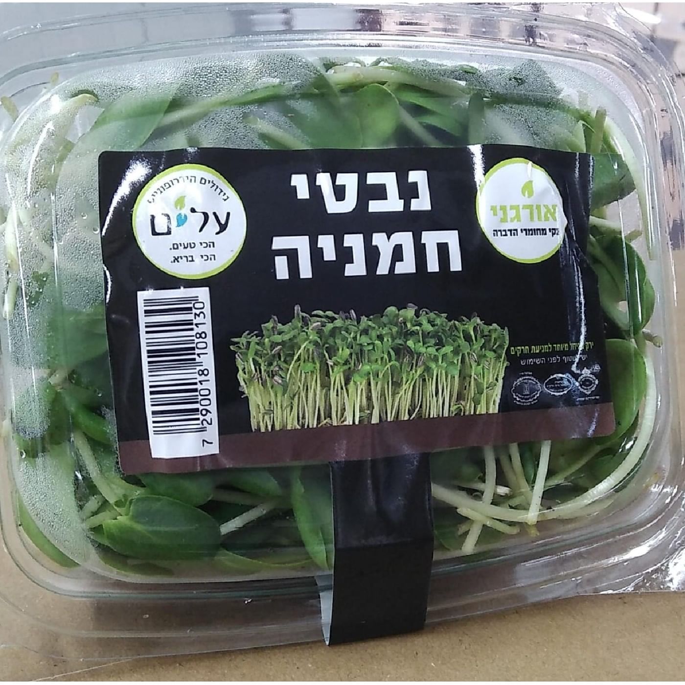 נבטי חמניה הידרופוני