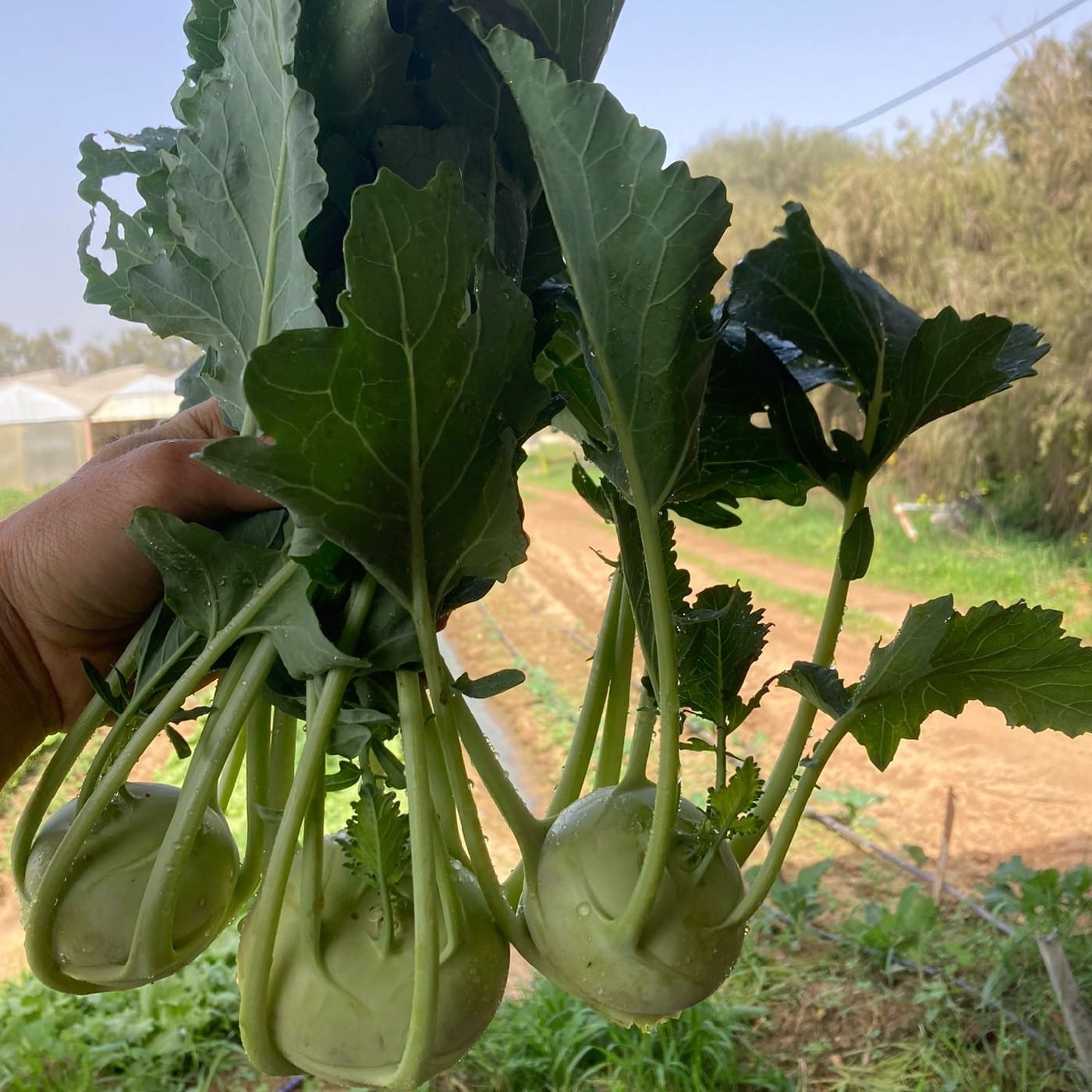 צרור בייבי קולורבי אורגני