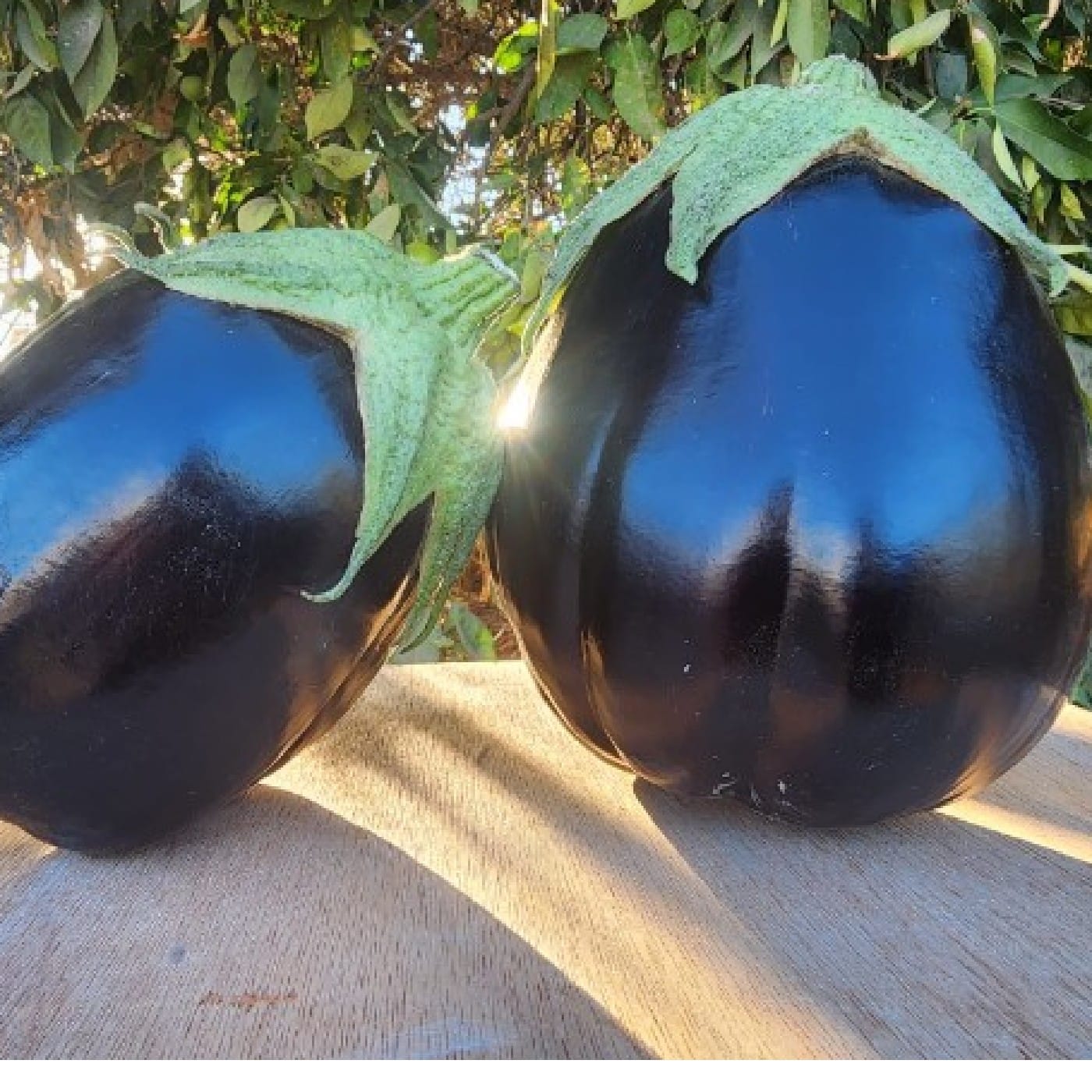 חציל בלאדי אורגני