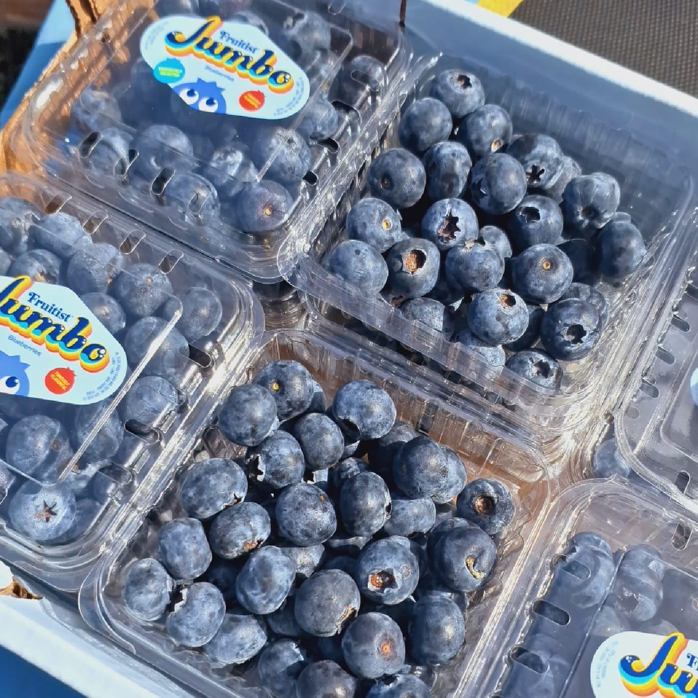 אוכמניות ג'מבו (פרי גדול)