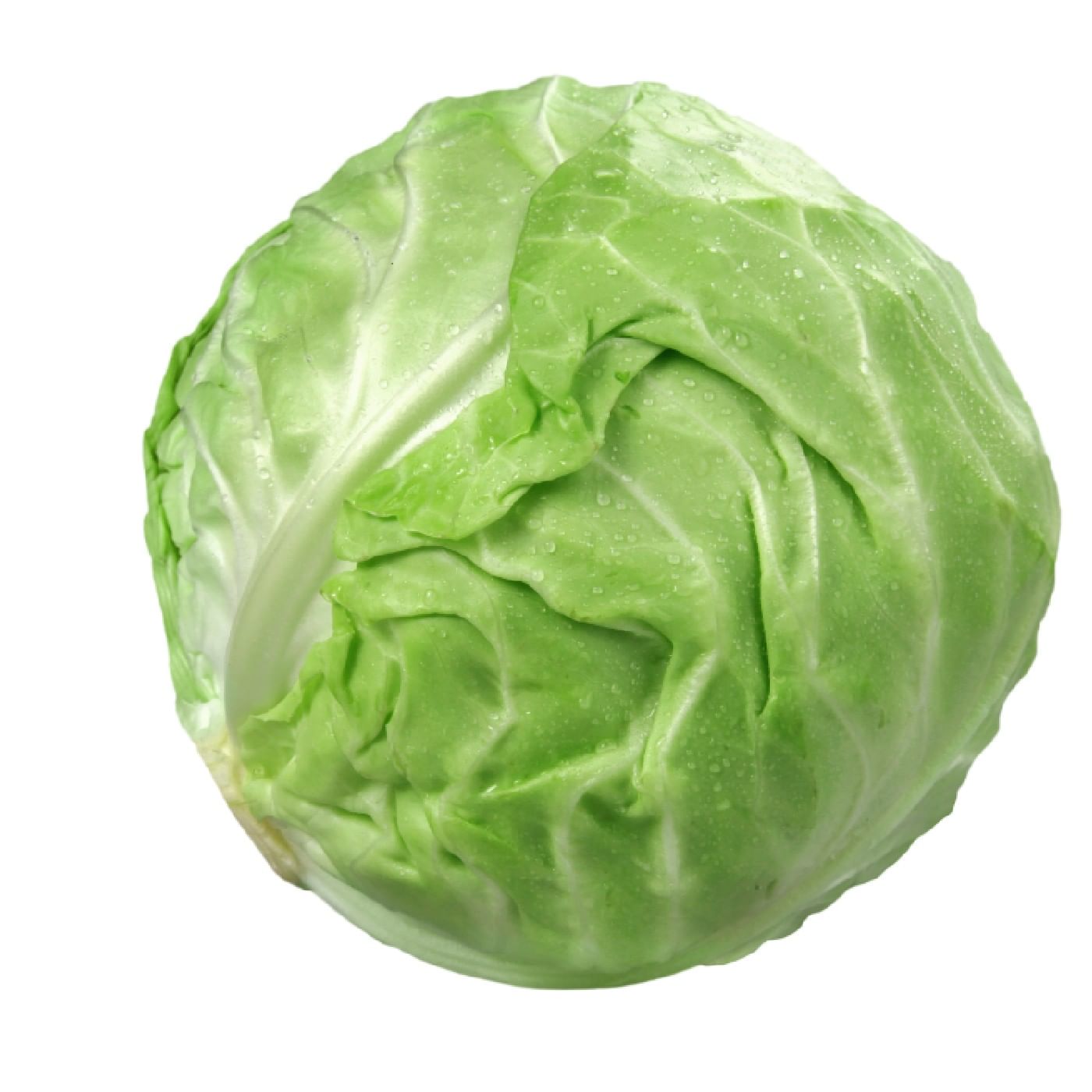 כרוב לבן מהדרין