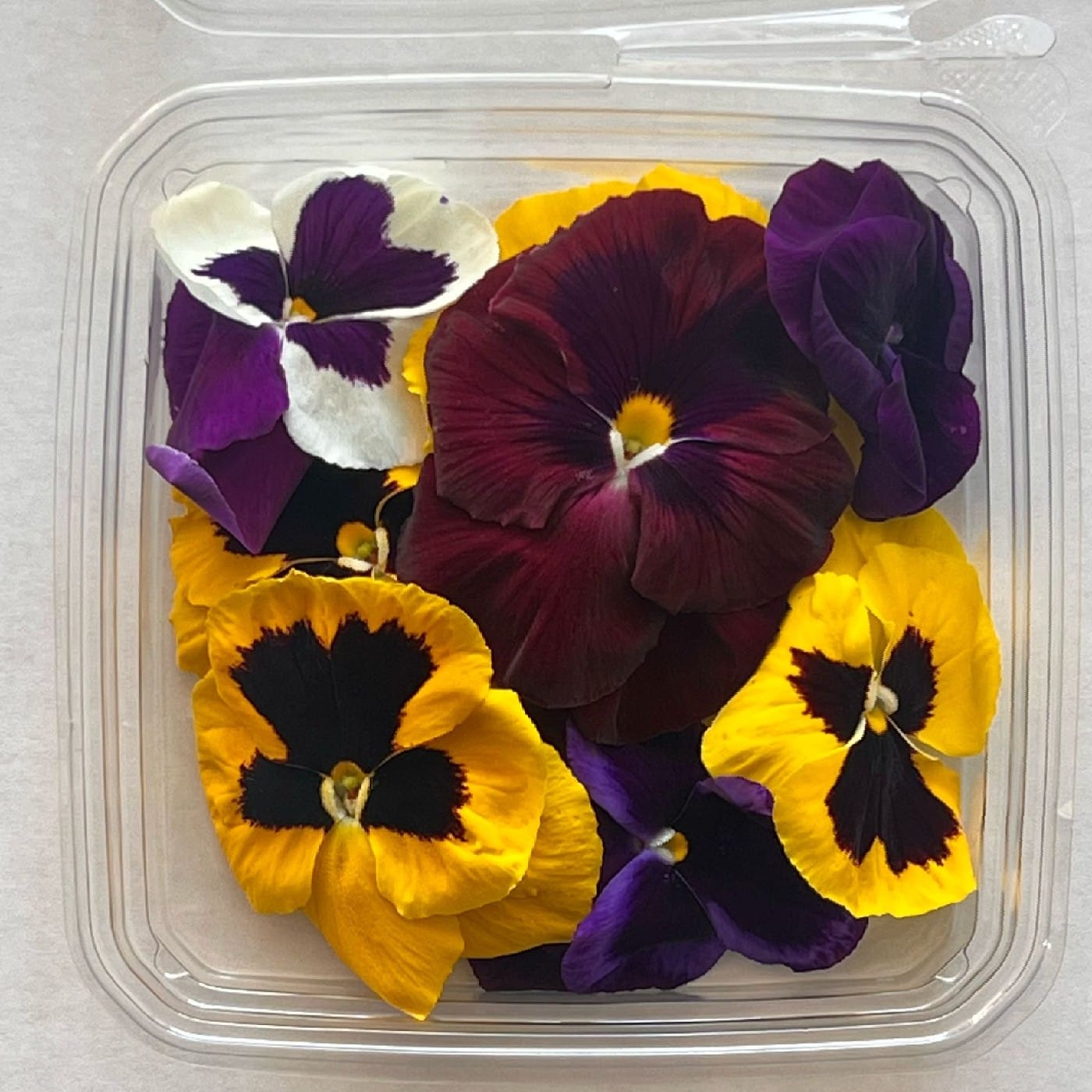 פרחי אמנון ותמר גדול