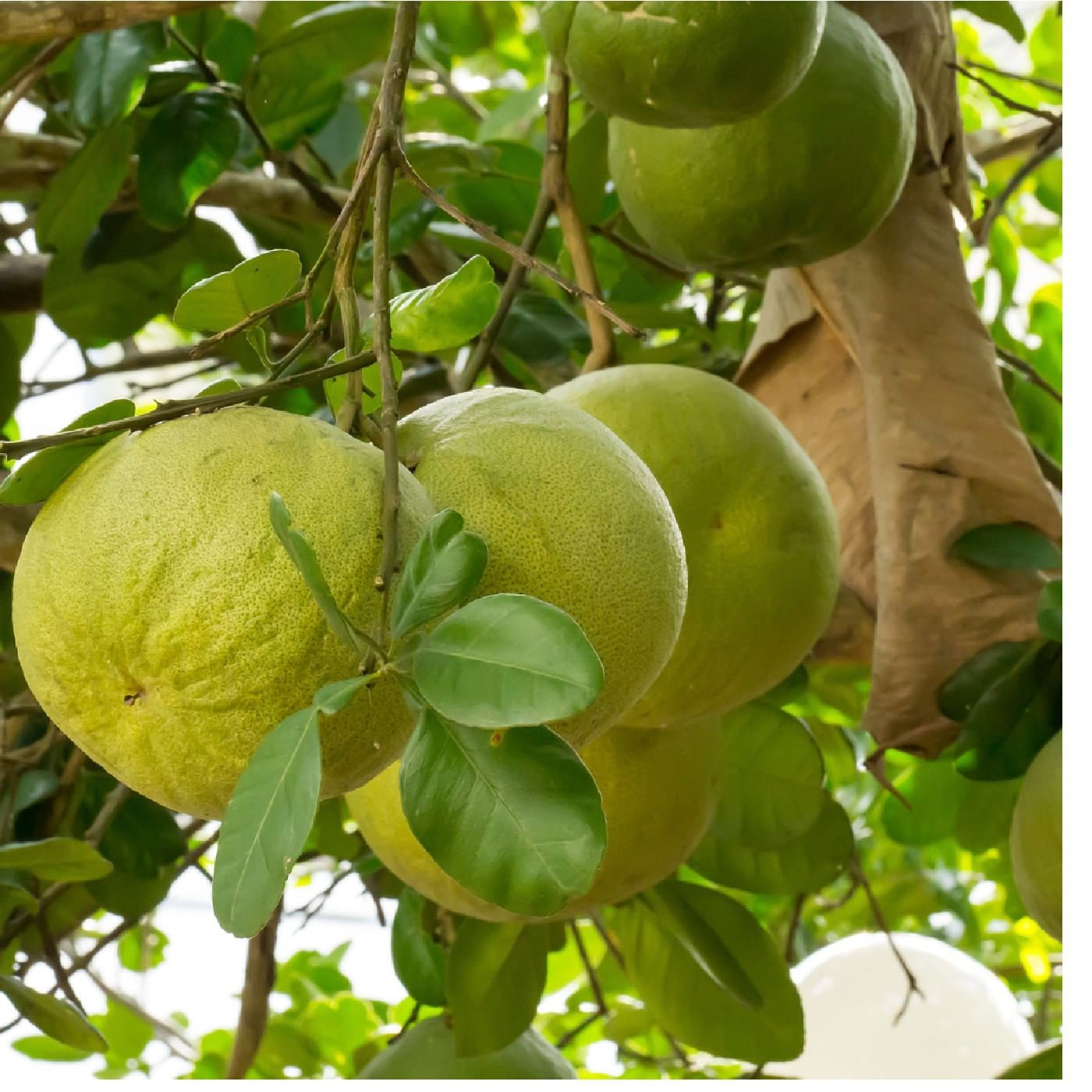 פומלה לבנה אורגנית