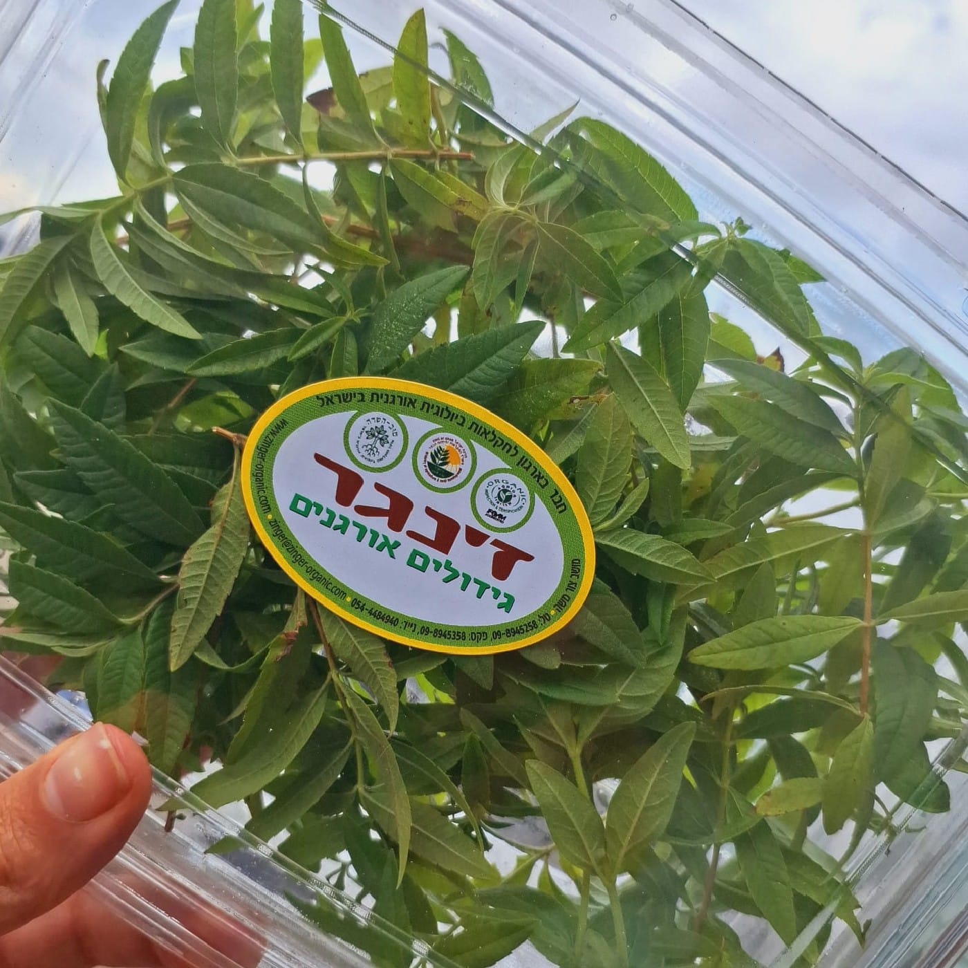 לואיזה אורגנית מארז