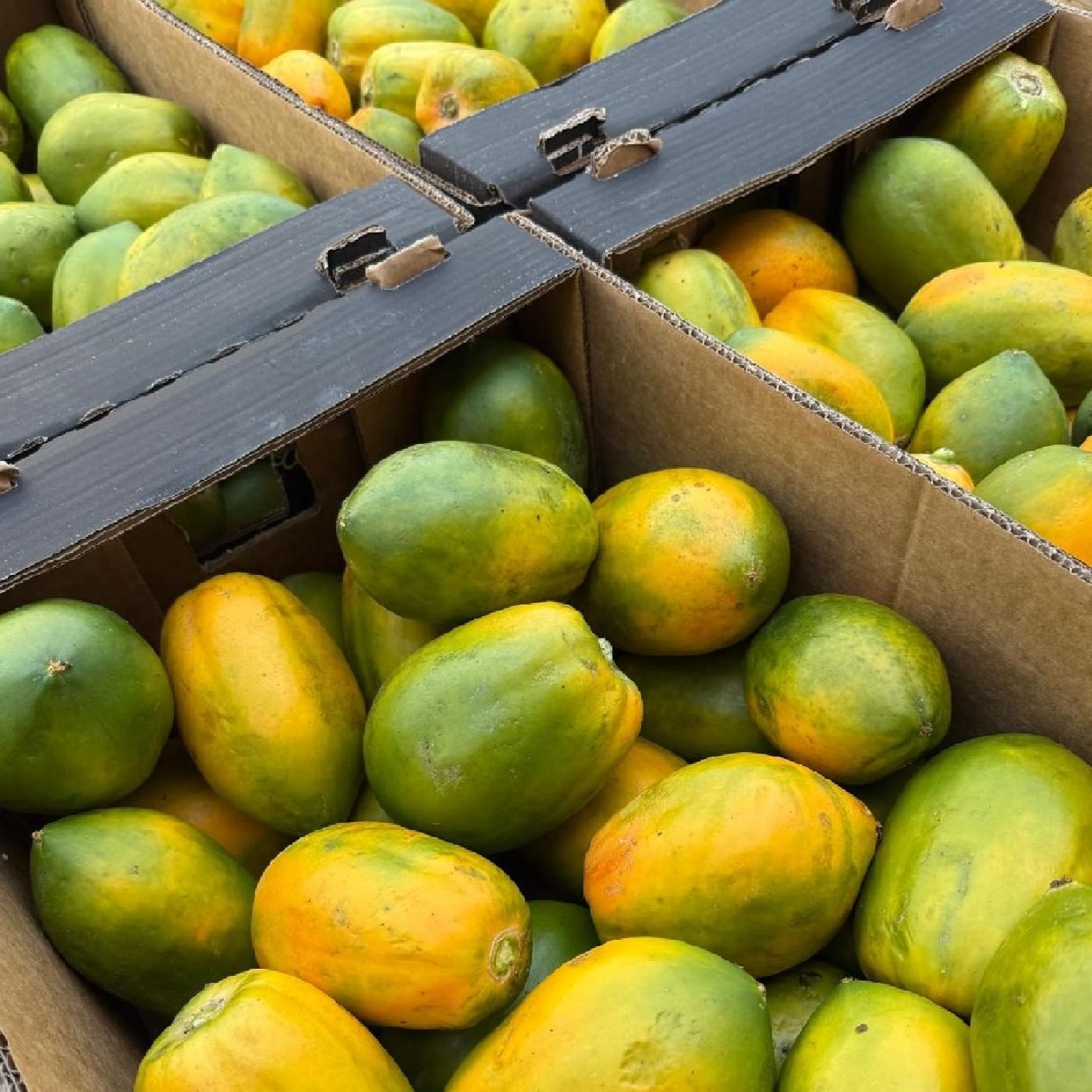 פפאיה אורורה