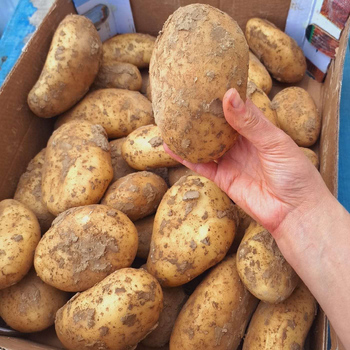 תפוח אדמה צהוב 