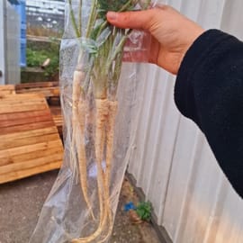 קטיף טרי. 4-5 יחדיות קטנות במארז