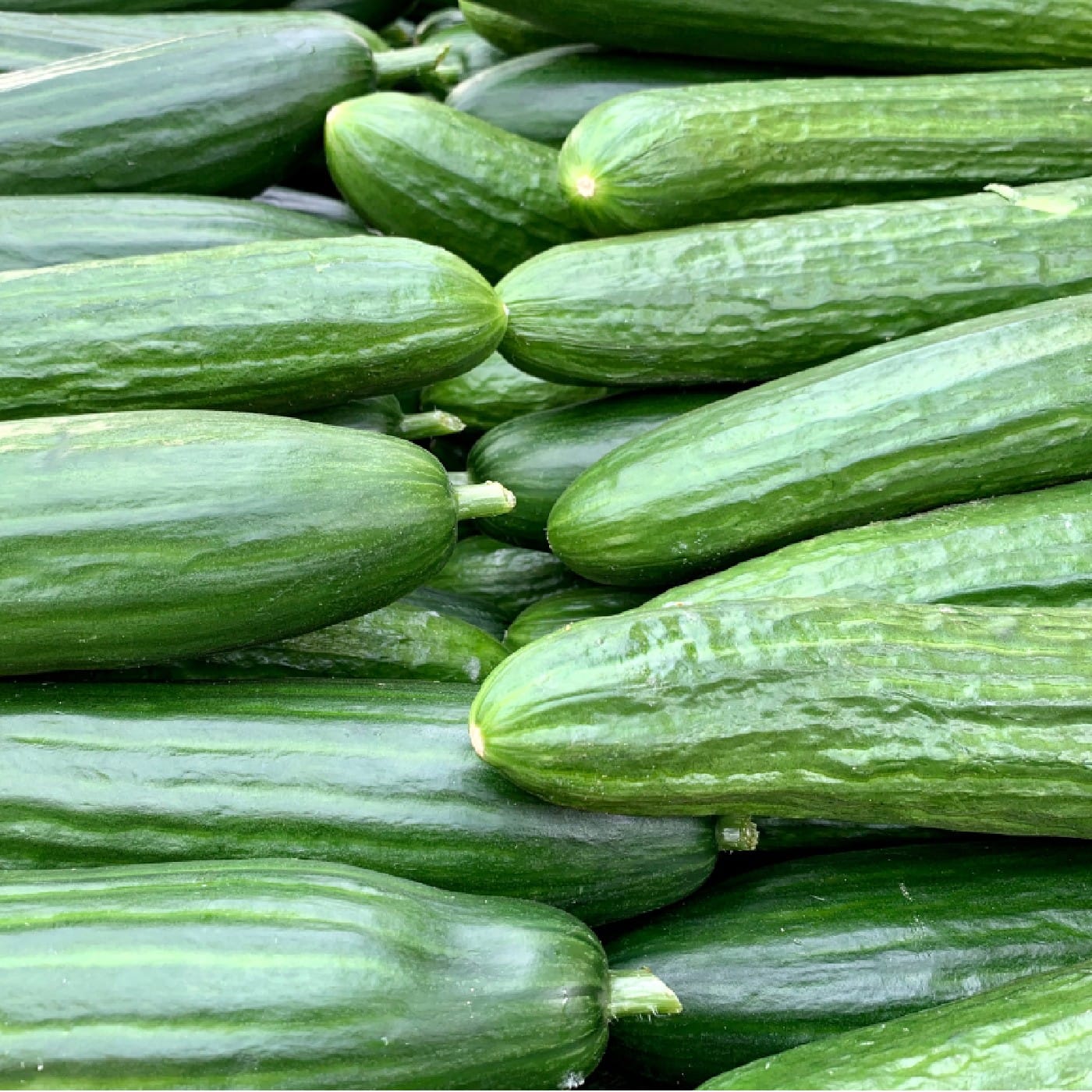 מלפפון אורגני