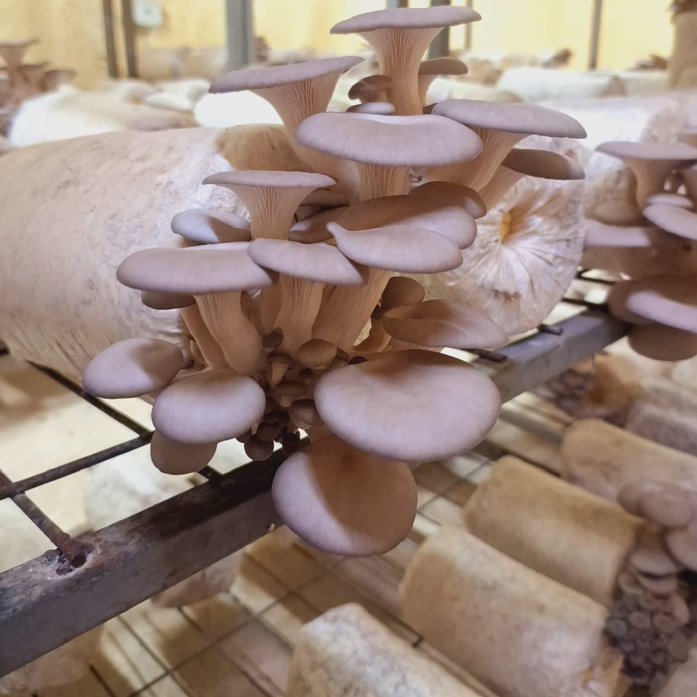 פטריות יער אורגניות